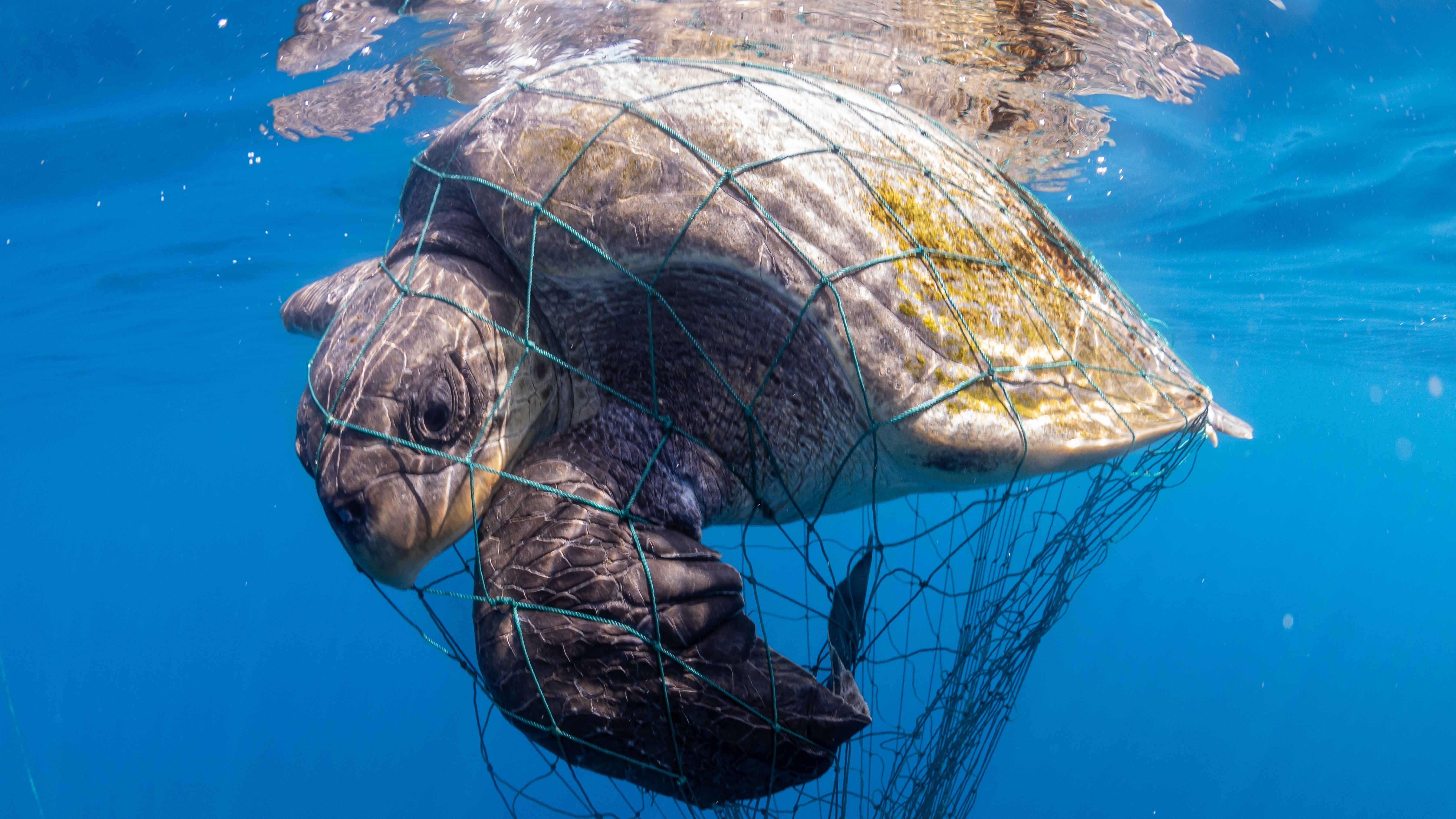 SEA TURTLE Global Environmental Conservation Organization WWF Indonesia